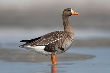 The greater white-fronted goose, Anser albifrons, Gajoldoba or Gojaldoba, West Bengal, India