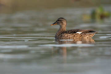Gadwall duck, Mareca strepera, Female, Gajoldoba or Gojaldoba, West Bengal, India