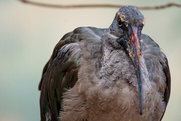 Close-up of a curious bird with distinctive features perched in a natural environment on a bright day