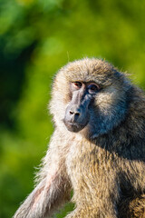 A close-up of a baboon relaxing in the afternoon sun in a natural setting