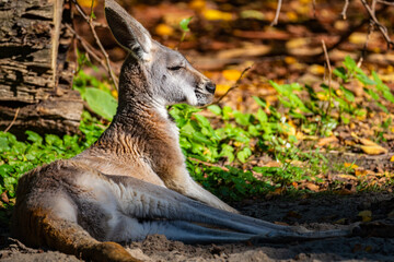 A kangaroo resting peacefully on the ground amidst green foliage in a sunny outdoor setting