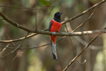 Malabar Trogon, Harpactes fasciatus, Western Ghats, India