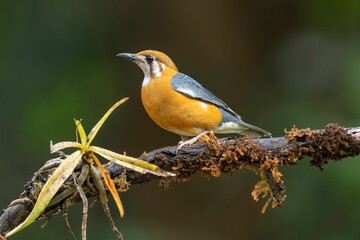 Fototapeta premium Orange-headed thrush, Geokichla citrina, Western Ghats, India