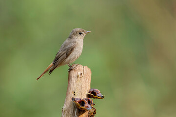 Rusty-tailed flycatcher, Ficedula ruficauda, Western Ghats, India