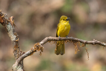 Obraz premium Yellow-browed bulbul, Acritillas indica, Western Ghats, India