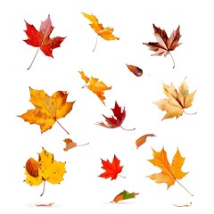 Different autumn leaves falling isolated on white background