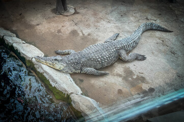 A crocodile laying on a cement ledge