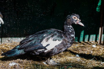 Muscovy duck (Cairina moschata) on the farm. agriculture. poultry