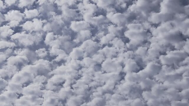 Tokyo,Japan - October 24, 2024: Altocumulus clouds on autumn sky
