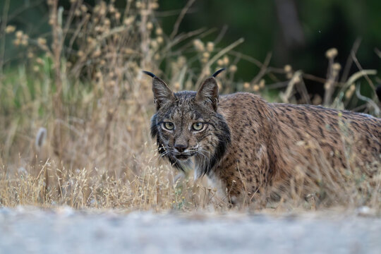  Iberian Lynx, Lynx pardinus, Sierra de And&uacute;jar, Andalusia, Spain