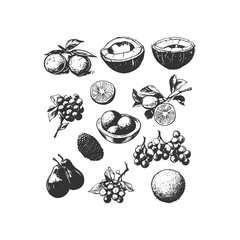 Vintage hand-drawn tropical fruit set featuring coconuts, grapes, citrus, and figs in detailed line-art style. Perfect for organic food packaging, natural product branding, and tropical illustrations