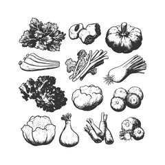 Hand-drawn vegetable collection featuring celery, pumpkin, onions, and root vegetables. Vintage-style line art ideal for organic branding, farm logos, food packaging, and culinary designs