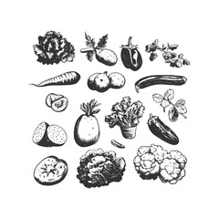 Hand-drawn Vegetable Collection Illustration: Zucchini, eggplant, lettuce, herbs, and other fresh vegetables in detailed black and white sketch for organic food branding, menus, and packaging