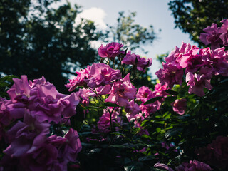 Obraz premium Pink roses in the garden