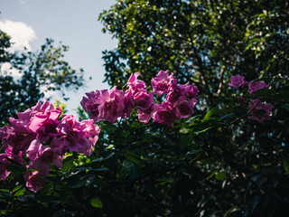 Pink roses in the garden