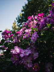 Fototapeta premium Pink roses in the garden