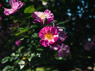 Fototapeta premium Pink roses in the garden