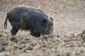 Wild boar rooting