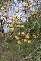 petites poires sauvage