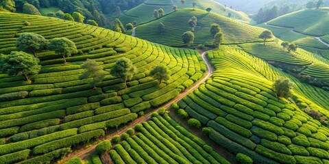 Aerial view of a lush, green ecological tea garden, ecological, tea, garden, aerial view, landscape, agriculture, nature