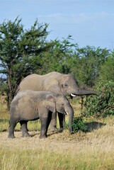 Fototapeta premium Adult and juvenile elephants grazing leaves from bushes in the savanna grasslands in Tanzania, Africa