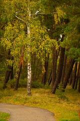 Obraz premium yellowish autumn birch leaves against a background of green leaves