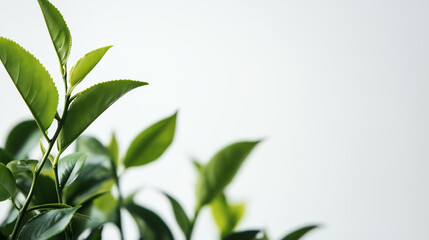 Fototapeta premium Green tea leaf isolated on a white background