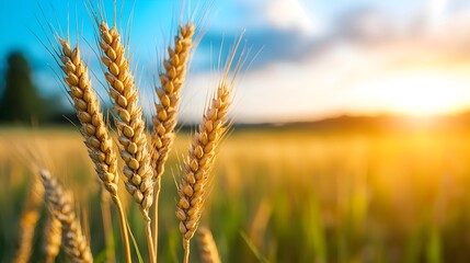 Fototapeta premium Tall wheat stalks swaying gracefully in the gentle breeze bathed in the warm golden glow of the setting sun Shadows stretch across the expansive picturesque agricultural landscape