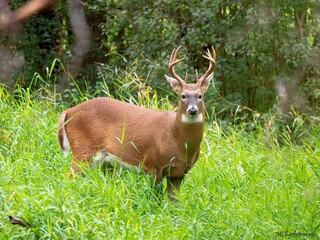 Majestic deer in lush forest clearing