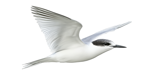 Majestic bird in flight, a captivating display of nature's beauty against purple sky