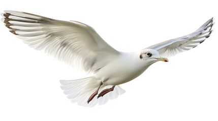 Obraz premium White bird takes flight, a captivating display of color and movement against purple background