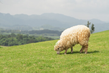 Fototapeta premium A sheep is grazing on a lush green field
