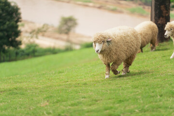 Fototapeta premium A sheep is walking in a field with other sheep