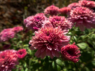 A bush of red chrysanthemums outside