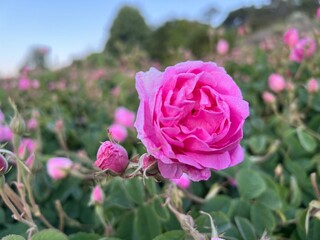 Pink rose's field in Isparta Güneykent