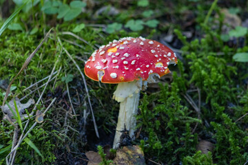 fly agaric mushroom
