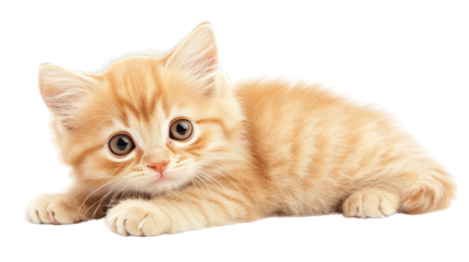 Adorable kitten relaxes on a vibrant and colorful background, study in purple hues