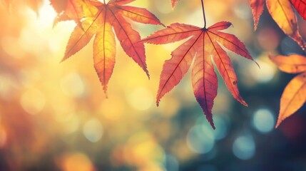 Obraz premium Soft Focus Leaves in Natural Lighting Background