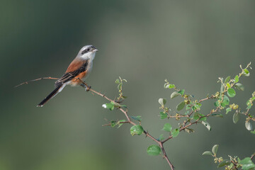 Great Rann of Kutch, Gujarat, India, Bay-backed Shrike, Lanius vittatus