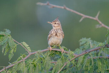 Great Rann of Kutch, Gujarat, India, Crested Lark, Galerida cristata
