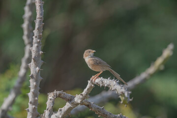 Great Rann of Kutch, Gujarat, India, Common Babbler, Turdoides caudatus