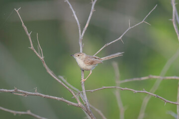 Great Rann of Kutch, Gujarat, India, Delicate Prinia, Prinia sylvatica