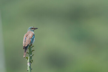 Great Rann of Kutch, Gujarat, India, European Roller, Coracias garrulus