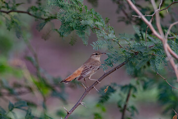 Great Rann of Kutch, Gujarat, India, Rufous-tailed Scrub-Robin, Cercotrichas galactotes