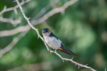 Great Rann of Kutch, Gujarat, India, Red-rumped Swallow, Hirundo daurica
