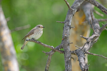 Great Rann of Kutch, Gujarat, India, Spotted Flycatcher, Muscicapa striata