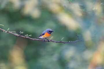 Great Rann of Kutch, Gujarat, India, Small Minivet, Pericrocotus cinnamomeus