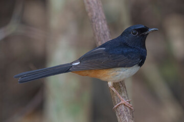 Andaman Islands, India, Andaman Shama, Copsychus saularis andamanensis