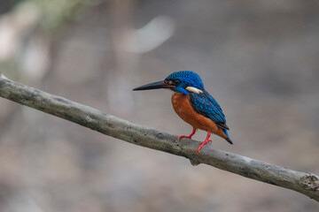 Andaman Islands, India, Blue-eared Kingfisher, Alcedo meninting