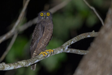 Andaman Islands, India, Hume's Hawk Owl, Ninox obscura